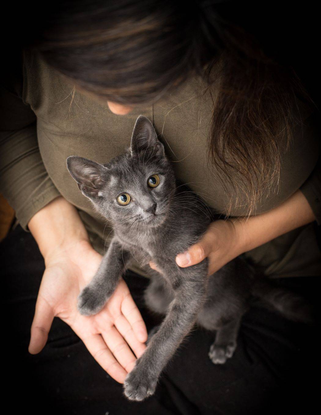 A rescued cat resting