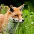 predator_fox_stalking_in_tall_grass predator_fox_stalking_in_tall_grass