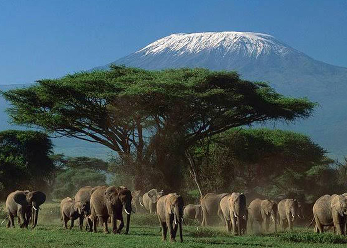 Amboseli Elephants Safari