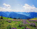 Hurricane Ridge, Olympic National Park, Washington