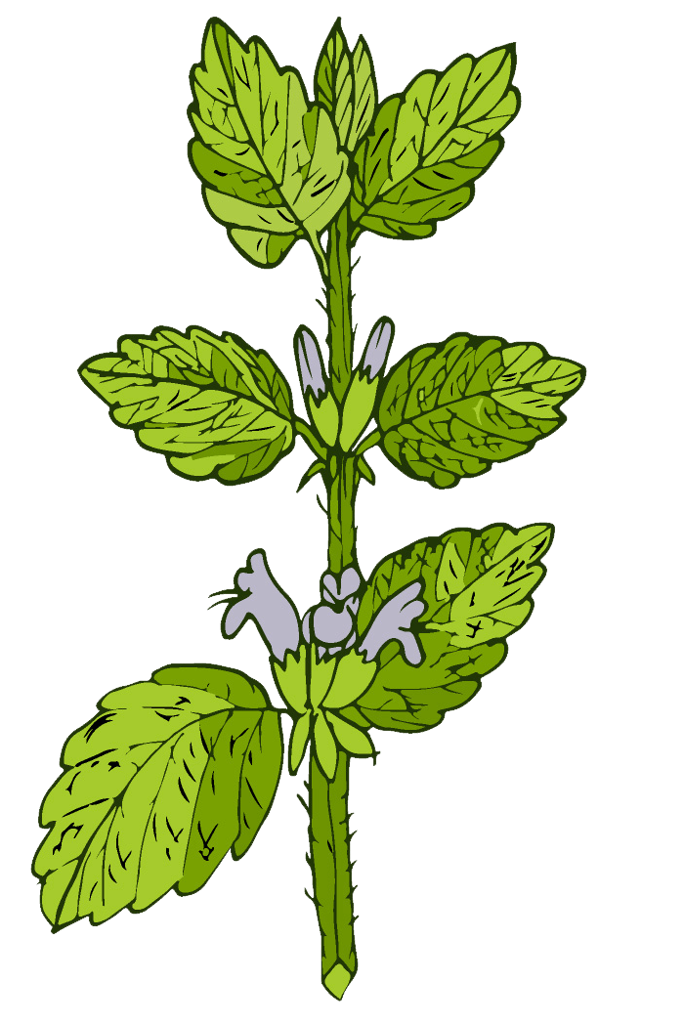 Deep nights ingredient lemon balm