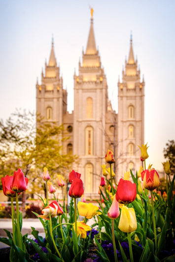 Salt Lake Temple with tulips in the forefront.