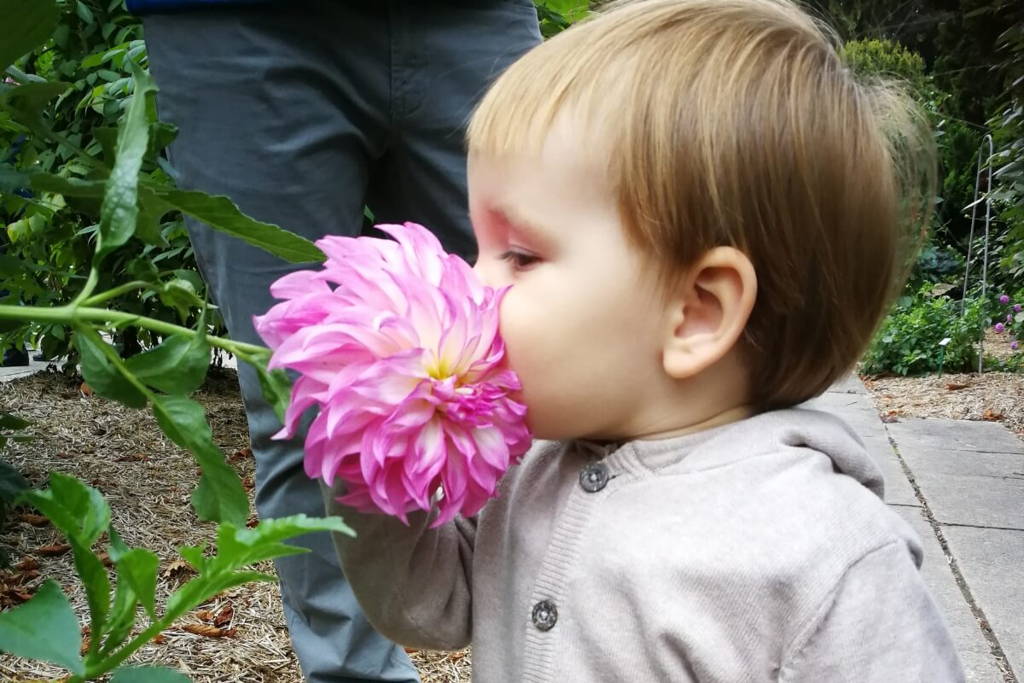 Bébé sentant une fleur rose dans le parc.