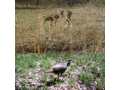 Archery Missouri Buck, Doe and Turkey Hunt