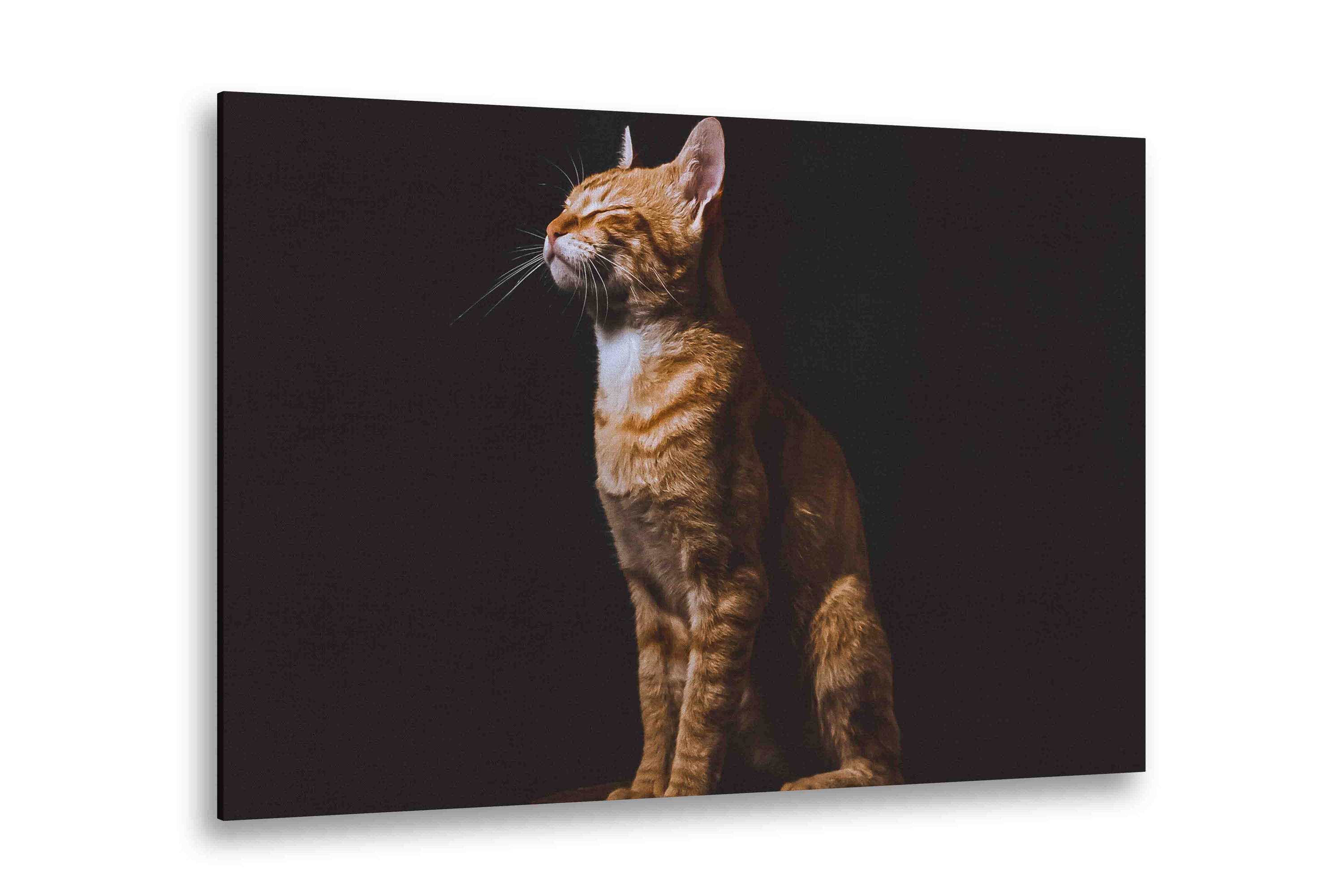 Pet Pictures On Canvas