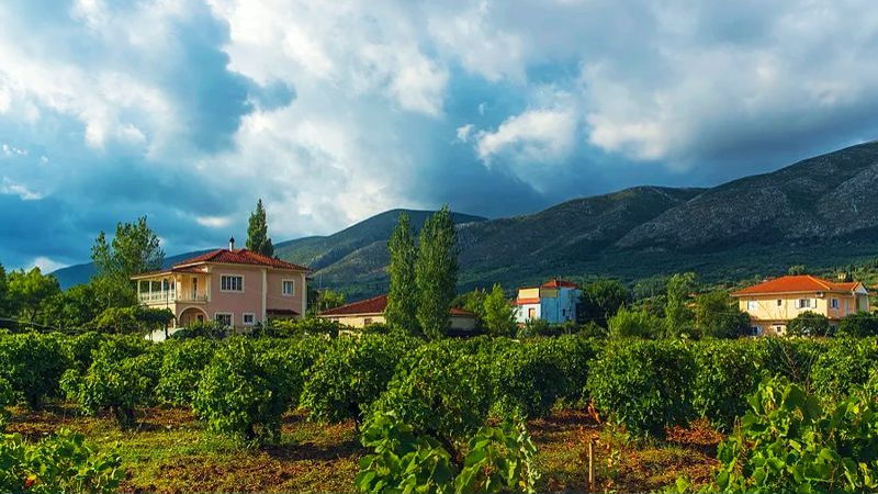 Lush vineyards, Santorini, Greece 