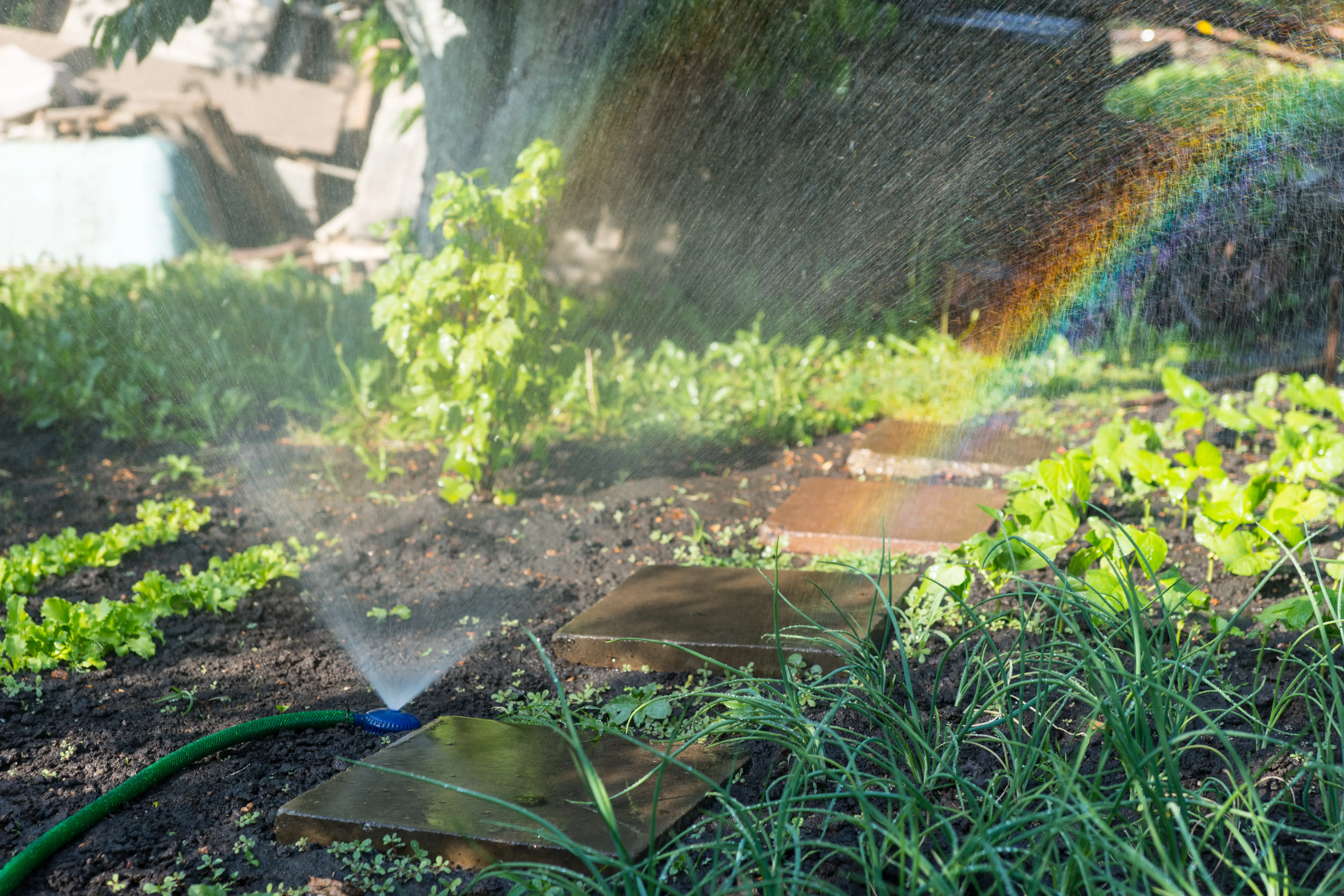 A sprinkler watering a veggie garden with a rainbow effect in the mist