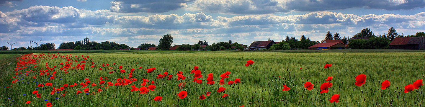  Ukkel
- field-of-poppies-50588xxx.jpg