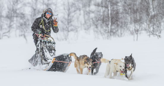 Dog Sledding