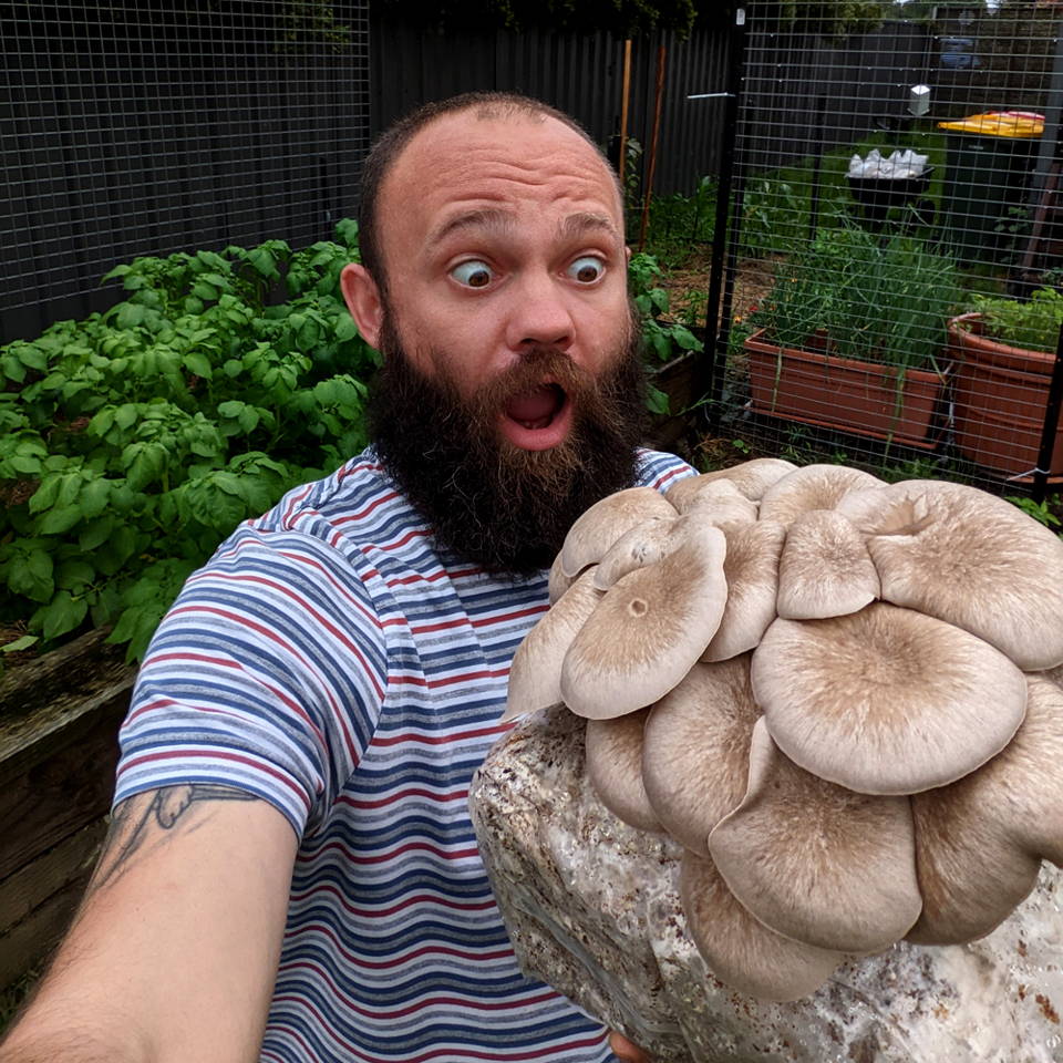 Exotic Delights Black King Oyster Mushroom Kits