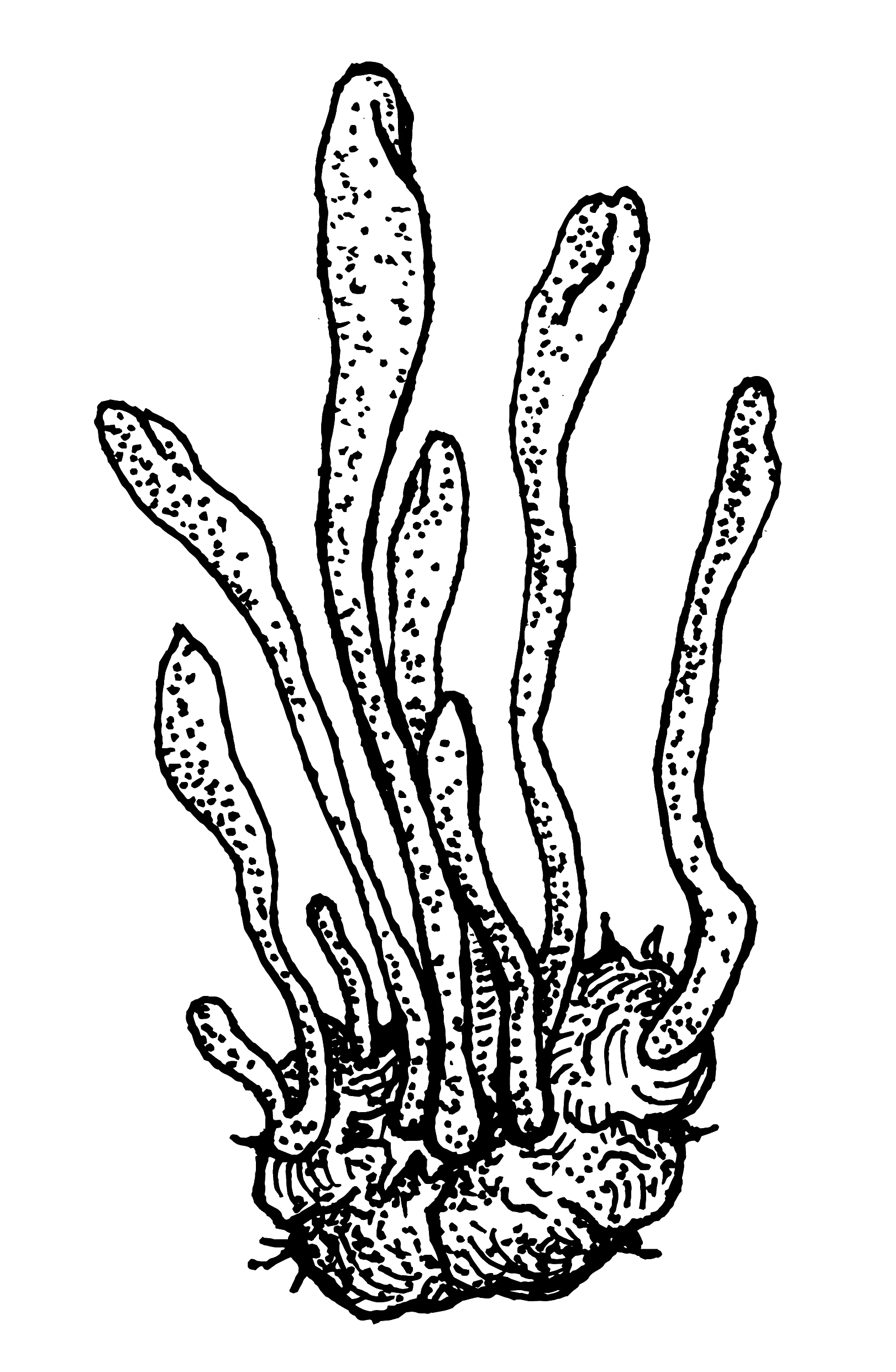 Cordyceps mushroom illustration
