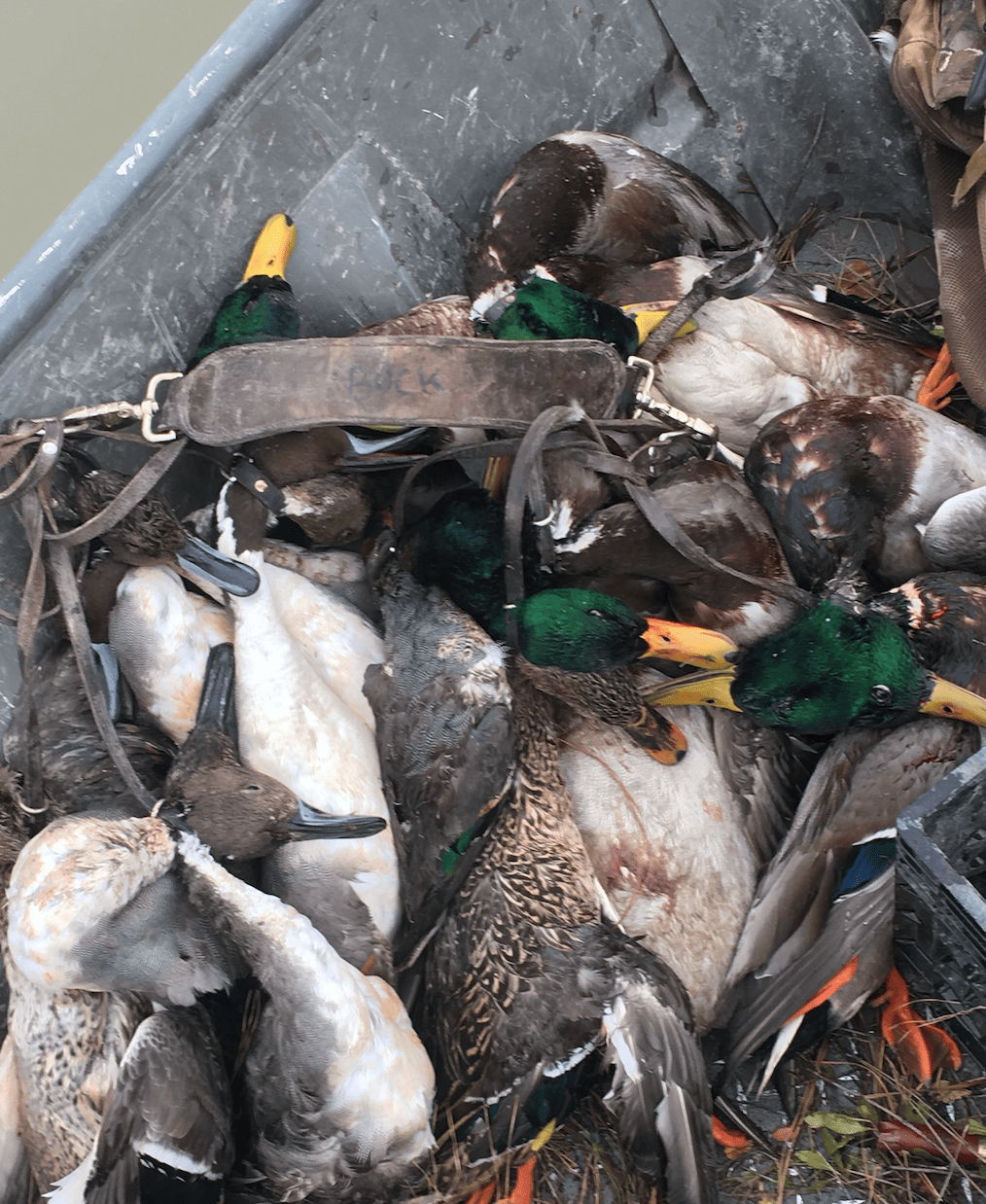 Level 7 Louisiana Duck Hunts in Jena, Louisiana Mallard Bay
