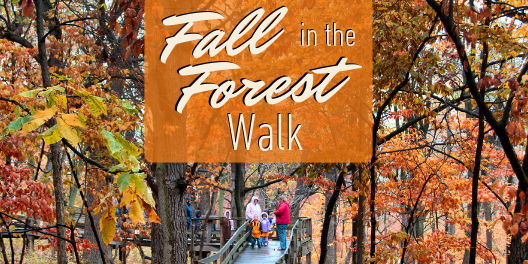 Fall in the Forest Walk  promotional image