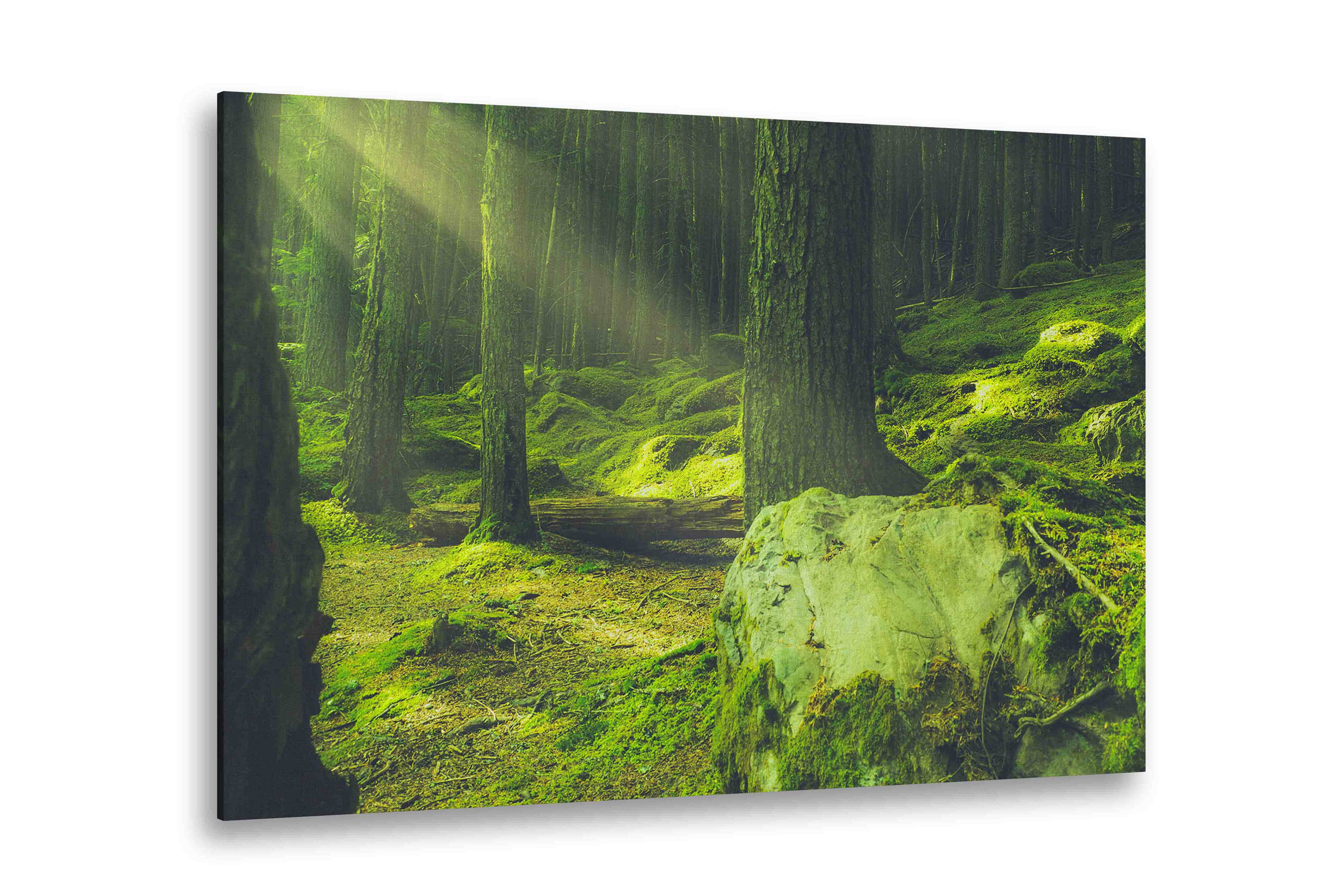 Nature Prints On Canvas