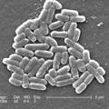 escherichia coli