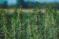 what is hemp