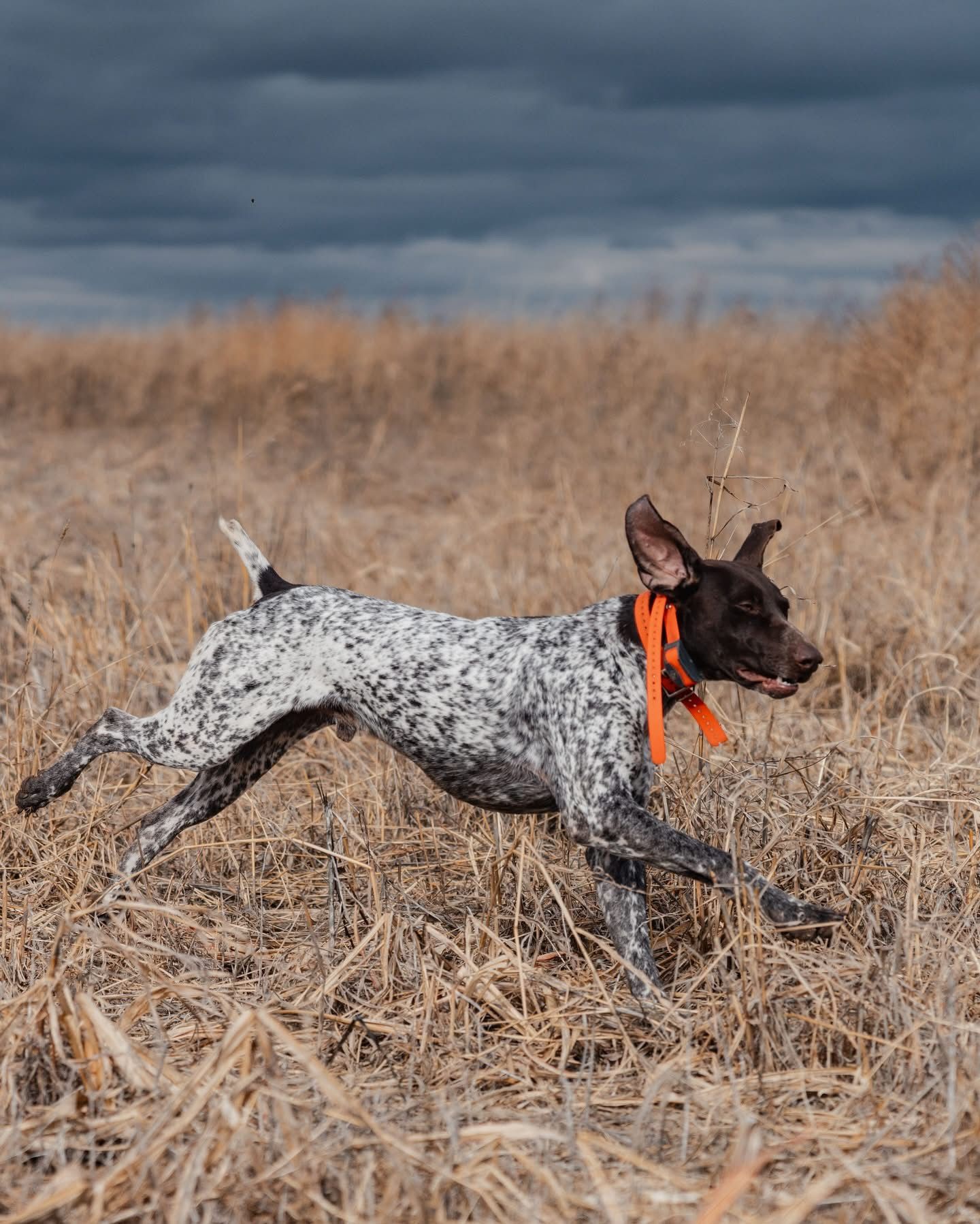 Texas Panhandle Upland Hunts in Texas, United States - Mallard Bay