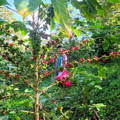 Honduran boy in coffee plantation surrounded by coffee cherries with pink coffee bag in hand