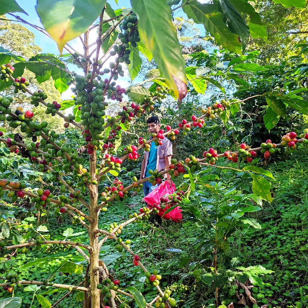 Honduran boy in a coffee plantation surrounded by coffee cherries