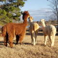 using-livestock-guardian-animals-three-alapacas