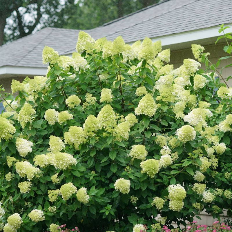 Large panicle hydrangea covered in green, cone-shaped blooms.