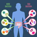 silhouette with graphic of the intestines - showing both good and bad bacteria  - collagen can help promote the good bacteria in your gut