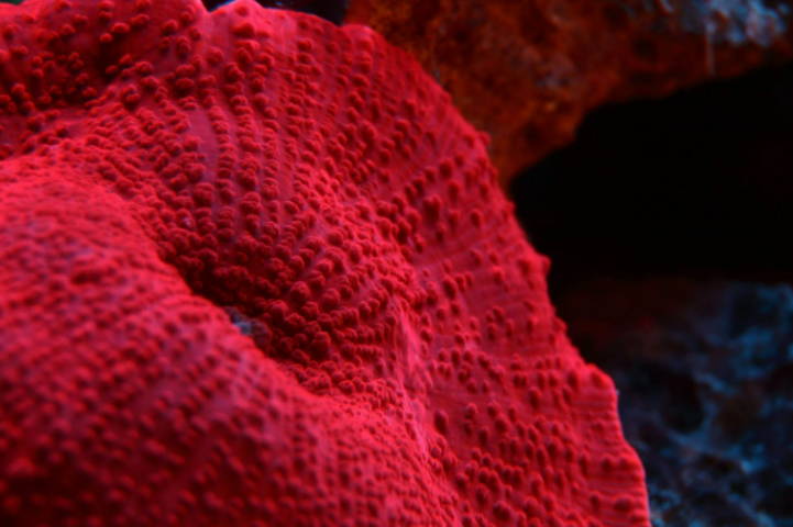 Biomimicry: Werewool mimicks corals to produce sustainable textile fibers