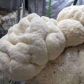 Lion's Mane Mushroom Fruiting in Grow Room