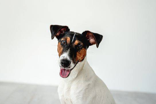 full grown toy fox terrier chihuahua mix