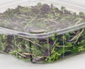 microgreens in a Goodgaurd container showing the visibility.