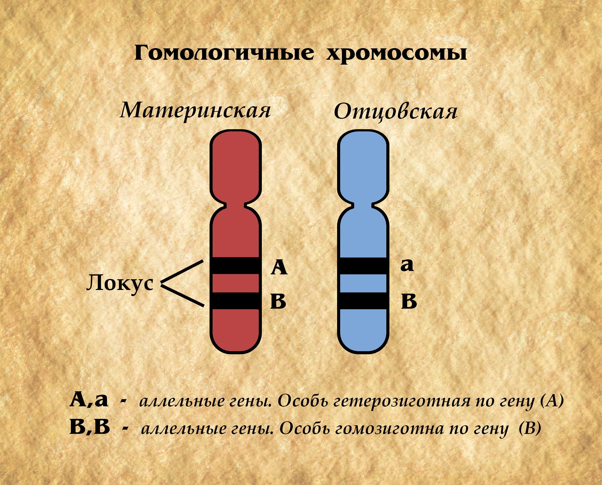Примеры генов человека. Аллельные гены Локус. Гомологические хромосомы аллельные гены. Локус хромосомы аллели. Гомологичные хромосомы генетика.