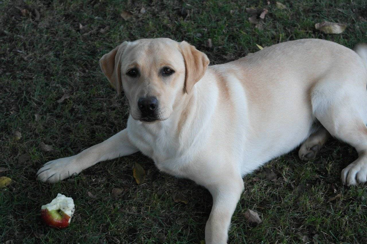 Dürfen Hunde Obst essen