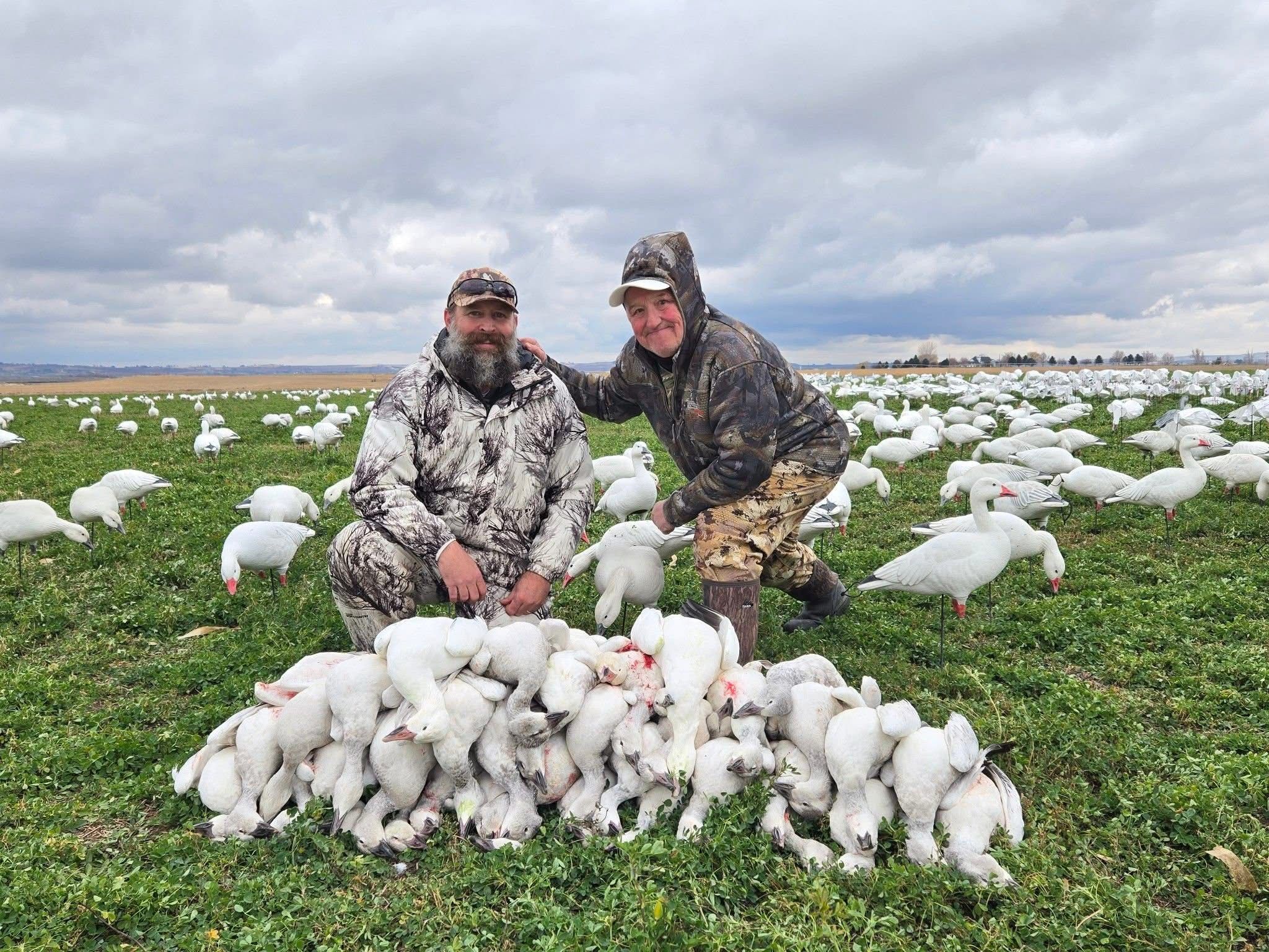 Snow goose decoys before the morning hunt