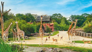 zoom erlebniswelt giraffen gehege