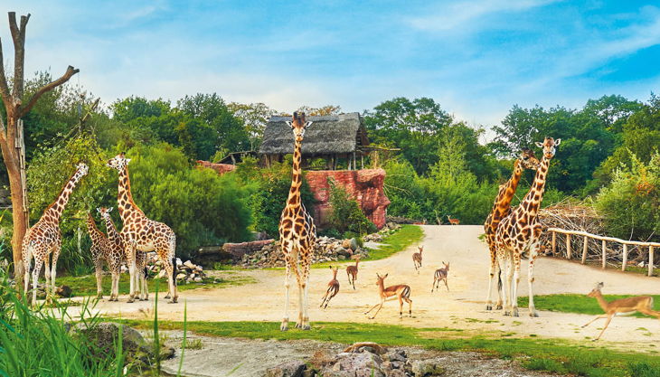 zoom erlebniswelt giraffen gehege