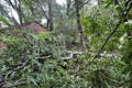 Hurricane footage, trees down on house