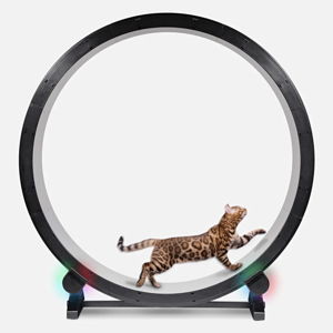 Cat Exercise Wheel - OneFastCat