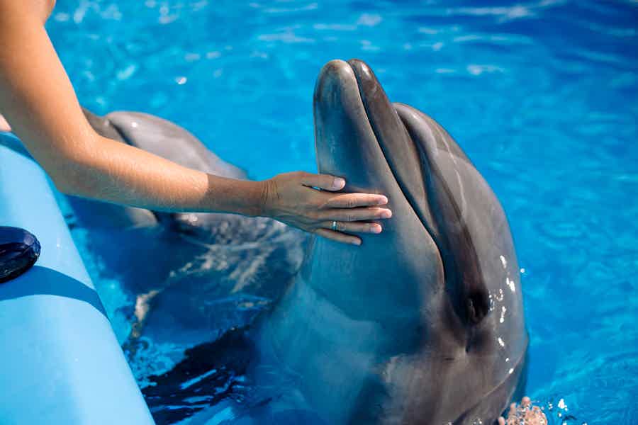 Swimming with dolphins in Antalya from Belek - photo 3