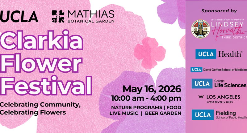 Clarkia Flower Festival