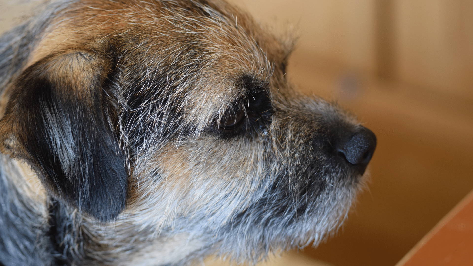 Hund leidet