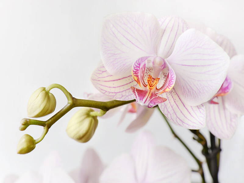 Visual on one reason you need to repot store bought orchids : r/orchids