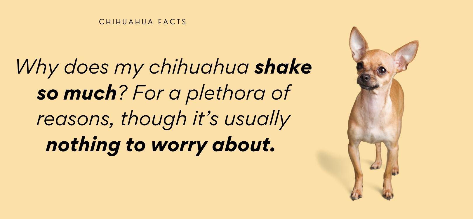 why do chihuahuas shake all the time