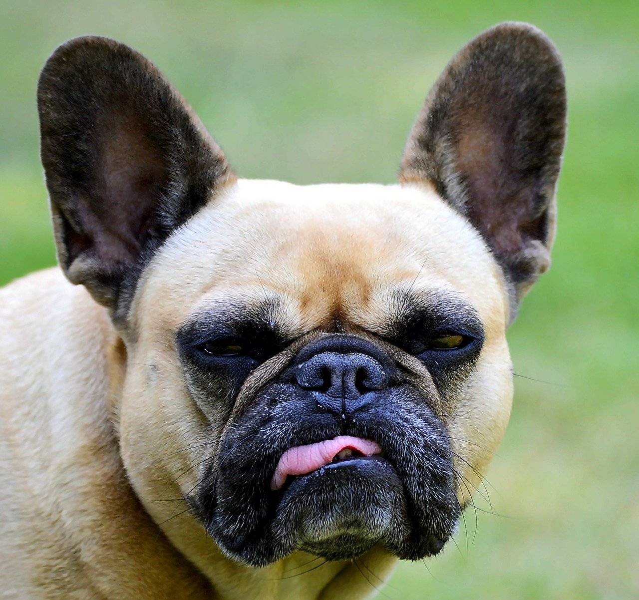 french bulldogs drooling