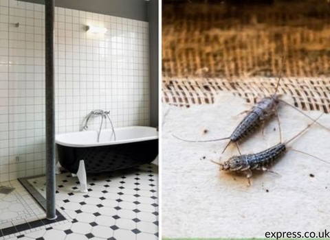 silverfish_love_your_bathroom