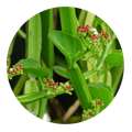 cissus herb health benefits | dendera naturally
