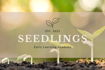 Seedlings Early Learning Academy