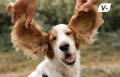 Dog with floppy ears prone to ear infections