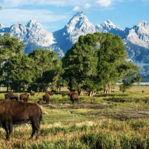 (Most Wanted) Our Honeymoon Fund - Jackson Hole & Montana