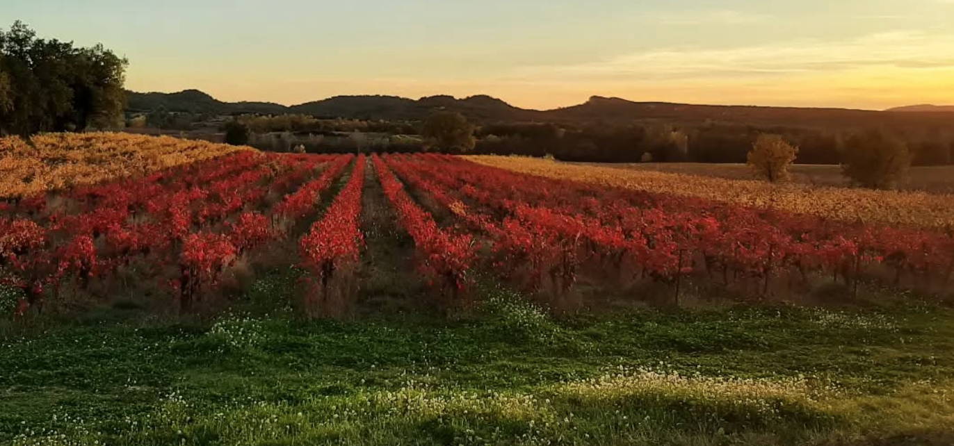 France, vin nature, rawwine, organic wine, vin bio, vin sans intrants, vin sans souffre, vin sans sulfites ajoutés, vin rouge, vin blanc, rouge, blanc, vin propre, vigneron, domaine bio, biodynamie, vigneron nature, vin biodynamique, raizin brut, Quimper, Finistère, Morbihan, corbières, roussillon, languedoc, syrah, grenache, roussillon, cévennes, clau du sol, loïc bérard, tryptique, vin méthode nature, demi ton, souffle, l'accroche, lédignan