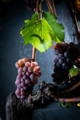 Grappe de raisin de Pinot Gris